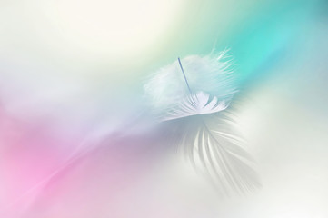 Light fluffy feather on light pink and blue background. Soft pastel colors, elegant air artistic image of nature's beauty.