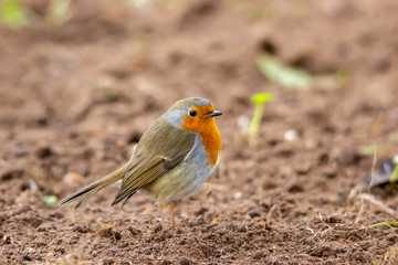 Robin looking for food on the soil.