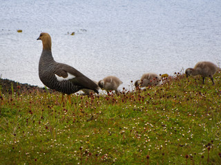 Goose with little ducks walking in a row on shore