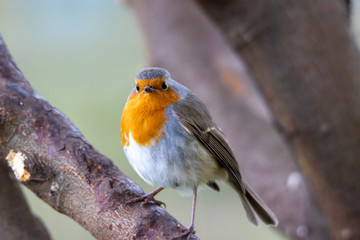 Robin on the tree