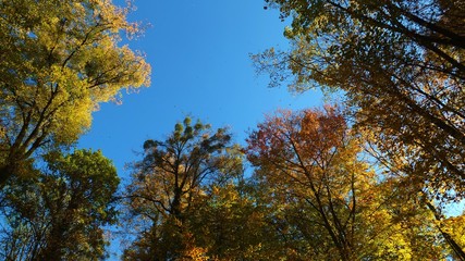 Barwy jesieni w parku w Strzelcach Opolskich Polska © Roman
