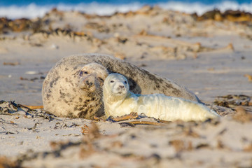 Kegelrobben (Halichoerus grypus) auf Helgoland, Deutschland - Mutterliebe
