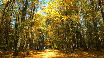 Obraz premium Barwy jesieni w parku w Strzelcach Opolskich Polska
