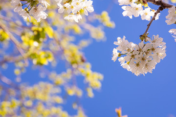 white cherry blossoms in spring