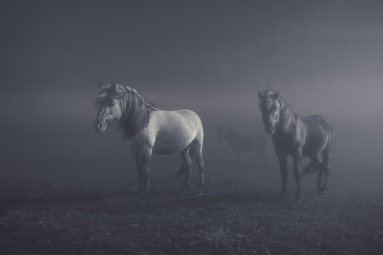 Trio of Icelandic horses in dramatic, atmospheric light