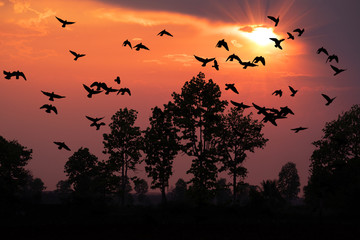 Birds flying above the sky during the sunset Seagull silhouette, trees and hills