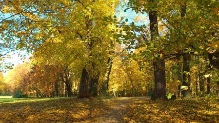 Barwy jesieni w parku w Strzelcach Opolskich Polska