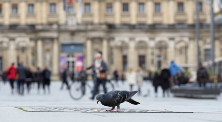 pigeon opportuniste profitant de la nourriture humaine