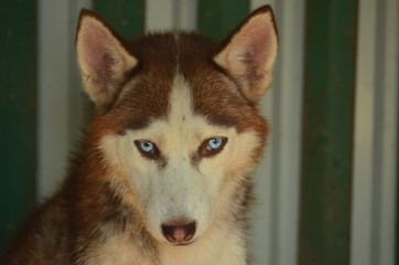 
Dog breed Siberian Husky, sled dogs, puppies, small puppies, sledding, copper-colored puppies, fawn puppies, blue-eyed dogs, multi-eyed dogs, husky