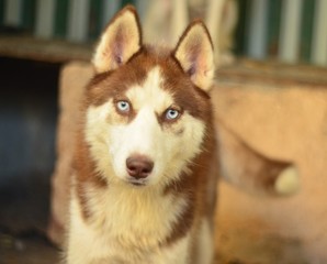 
Dog breed Siberian Husky, sled dogs, puppies, small puppies, sledding, copper-colored puppies, fawn puppies, blue-eyed dogs, multi-eyed dogs, husky