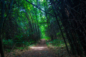 Fototapeta premium Bamboo park in tropical deep forest with pathway