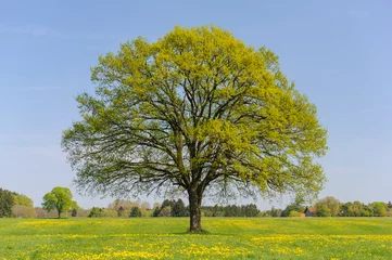 Tuinposter single big tree in meadow at springtime © Wolfilser