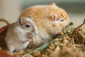 Mongolische Wüstenrennmaus (Meriones) als Haustiere