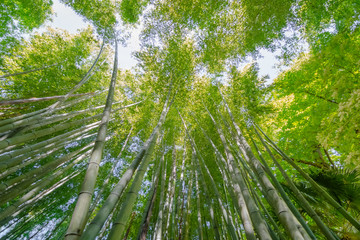 Bambouseraie. Bambous vu depuis le sol.