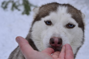 
Dog breed Siberian Husky, sled dogs, puppies, small puppies, sledding, copper-colored puppies, fawn puppies, blue-eyed dogs, multi-eyed dogs, husky