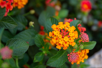 Red ,orange and yellow Lantana camara flowers with  blurred background.