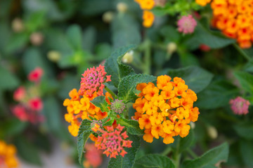 Red ,orange and yellow Lantana camara flowers with  blurred background.