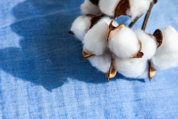 denim blue fabric close-up and cotton plant . Textured fabric background.