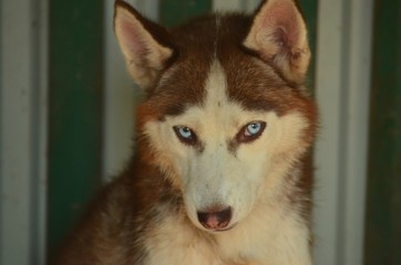 
Dog breed Siberian Husky, sled dogs, puppies, small puppies, sledding, copper-colored puppies, fawn puppies, blue-eyed dogs, multi-eyed dogs, husky