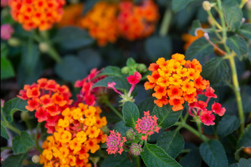 Red ,orange and yellow Lantana camara flowers with  blurred background.
