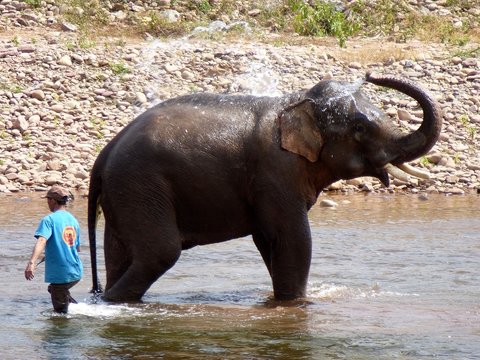 Elefant duscht sich im Fluss