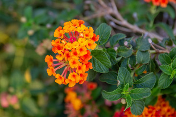 Red ,orange and yellow Lantana camara flowers with  blurred background.