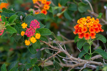 Red ,orange and yellow Lantana camara flowers with  blurred background.