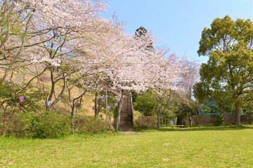 桜のある日本の風景（香取市城山公園）
