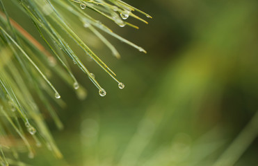 Young decorative blue spruce. Needles of blue spruce close-up. Texture. Natural blurred background. Image.Raindrops on the needles of a tree.