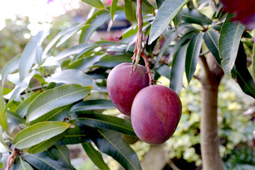 Árvore de fruta manga com frutas.