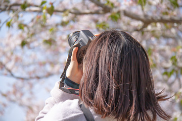 桜の写真を撮影する女性