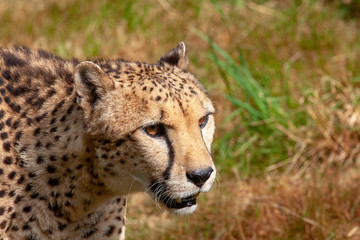 Guépard en portrait