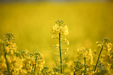 Bright yellow rapeseed Flowers are growing on a field displaying morning dew on the petals in the sunshine.