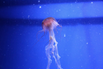 jelly fish