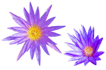 Purple Blooming Islamorada Lotus flower isolated on the white background. Photo with clipping path.