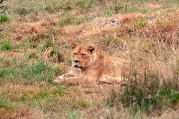 Lionne au repos