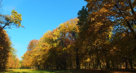 Fototapeta premium Barwy jesieni w parku w Strzelcach Opolskich Polska