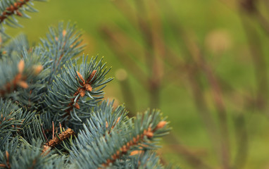 Young decorative blue spruce. Needles of blue spruce close-up. Texture. Natural blurred background. Image.