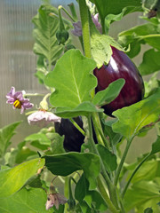 Flowering eggplant grows in greenhouse