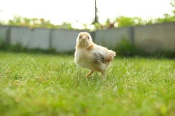 little chick bird on green nature background with copy space