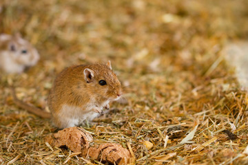 Mongolische Wüstenrennmaus (Meriones) als Haustier