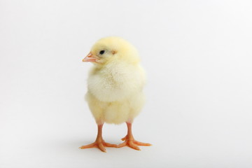 yellow chick on a white background close up with copy space