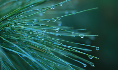 Young decorative blue spruce. Needles of blue spruce close-up. Texture. Natural blurred background. Image.Raindrops on the needles of a tree.