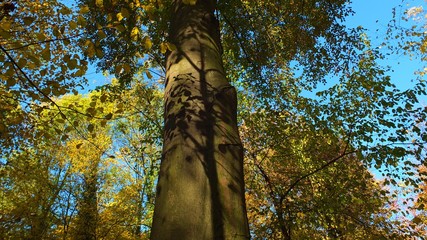 Barwy jesieni w parku w Strzelcach Opolskich Polska © Roman