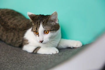 Naklejka premium portret figlarny szary kot domowy z bliska