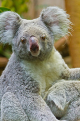 Koala (Phascolarctos cinereus)