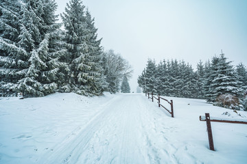 Obraz premium The winding road disappears behind the beautiful juniper trees in the foggy and frosty winter landscape, overcast weather.