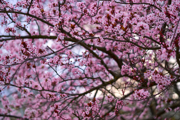 beautiful spring landscape - blooming trees, bright pink and white flowers as background