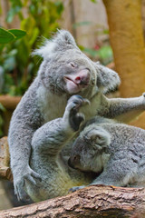 Koala (Phascolarctos cinereus)