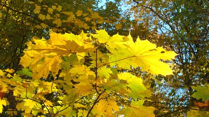 Barwy jesieni w parku w Strzelcach Opolskich Polska